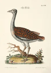 Popielica wielka
