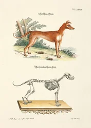 Greyhound i jego szkielet