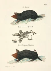 Mole ze szkieletem