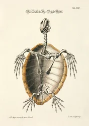 Szkielet żółwia morskiego