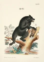 Niedźwiedź