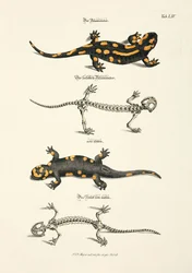 Salamandra ognista ze szkieletem