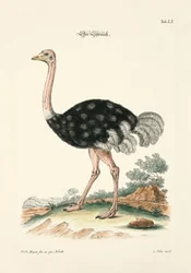 Struś