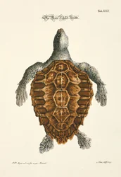 Żółw morski