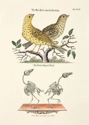 Yellowhammer ze szkieletem
