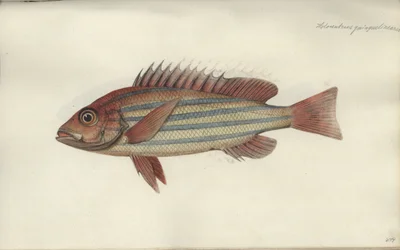 Lutjanus quinquelineatus, przed 1790