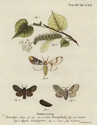 Phalera bucephala i Cosmotriche lobulina.