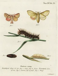 Ćma pijąca, Euthrix potatoria.