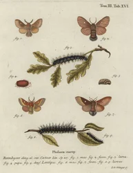 Eggar wschodni, kataks Eriogaster.