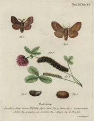 Jaja trawy, Lasiocampa trifolii.