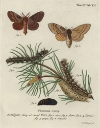 Laka sosnowa, Dendrolimus pini.