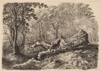 Butwiejący pień drzewa, 1794.