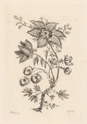 kwiaty w kształcie gwiazdy Fleures Baroques (tytuł serii)