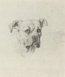 Bokser