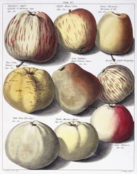 Jabłka różne, 1758