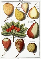 Różne gatunki gruszek, 1760-1766