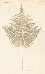 Pteris Akwilina