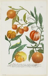 a-e Malus Aurantia etc., z Phytanthoza Iconographia, 1735-45