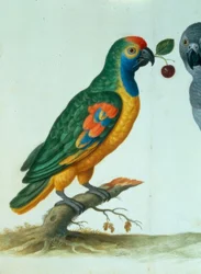 Papuga amazońska / Walther