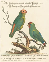 Papuga (Le Perroquet Indien. Psittacus Minimus)