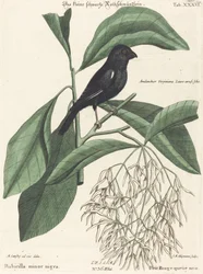 Mały czarny gil (Rubicilla minor nigra)