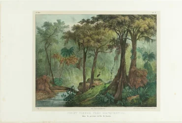 Dziewiczy Las W Pobliżu Manqueritipa. Z „Malownicza podróż w Brazylii”, 1835.
