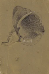 Studium hełmu