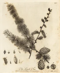 Modrzew europejski, Larix decidua.