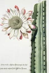 Cereus Erectus Altissimus Syrinamensis z Phythanthoza Iconographica wydanej w Niemczech w latach 1737-45