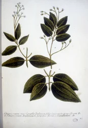 Cinnamomum Zeylanicum (Cejlon Cinnamomum) - Grawerowanie zielnika J.W. Weinmanna w 1737 roku.