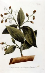 Cynamon - w Herbierze J.W. Weinmanna