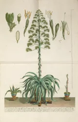 Grawerowana i mezzotinta tabliczka z Aloe Americana folio Mucronato, ok. 1900 r. 1735-1737