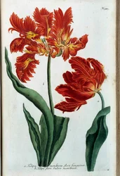 Czerwony tulipan. Tablica botaniczna