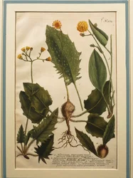 Wall Hawkweed (Hieracium murorum), kolorowy grawer