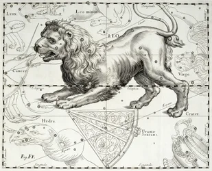 Lew, zodiakalna konstelacja Lwa, ilustracja zaczerpnięta z atlasu gwiazd Jana Heweliusza (1611-1687) Firmamentum Sobiescianum sive Uranographia, Gdańsk