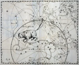 Ursa Minor, Borealna konstelacja Ursa Minor, rycina z atlasu niebieskiego Firmamentum Sobiescianum sive Uronographia, autorstwa Jana Heweliusza (1611-1687), Gdańsk