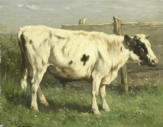 Młody byk