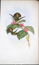 Allied Hermit (Glaucus affinis) (ręcznie barwiony litho)