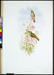 Amazili (Amazilia Pristina) (lito ręcznie kolorowane)