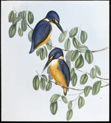 Zimorodek lazurowy (Alcyone Azurea) (lito ręcznie kolorowane)