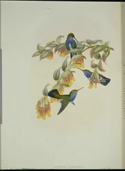 Szmaragdowy koliber Bartletta (Anartria Bartletts) (ręcznie barwiony litho)