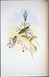 Koliber czarnouchy (Heliopaedica Melanotis) (ręcznie barwiony litho)