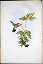 Pustelnik czarnoogonowy (Glaucis melanura)