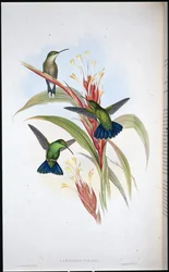 Koliber niebieskoogonowy (Lampornis viridis)