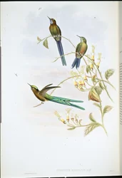 Boliwijski Sylf (Cynanthus Bolivianus) (lito ręcznie kolorowane)