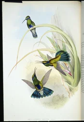 Ucho boliwijskie fioletowe (Petasophora Iolata) (ręcznie barwione litho)