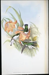 Brazylijska Wróżka (Heliothrix Auriculatus) (lito ręcznie kolorowane)