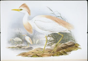 Czapla płowa (Bubulcus Rassatus) (ręcznie barwiona lito)