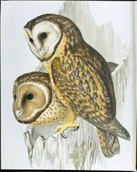 Sowa kasztanowata (Strix Castanops) (lito ręcznie kolorowane)