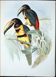 AracariI z kołnierzem (Pteroglossus Torquatus) (ręcznie barwiony lito)